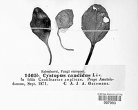 Image Associated With the Occurence